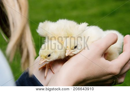 Little Bird Of Turkey