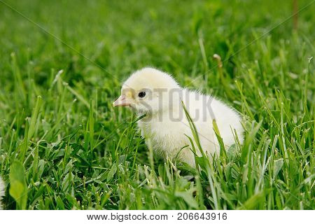 Little Bird Of Turkey