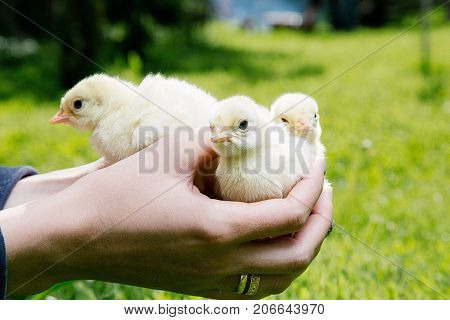 Little Bird Of Turkey