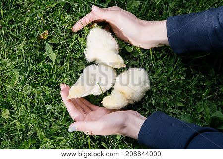 Little Bird Of Turkey