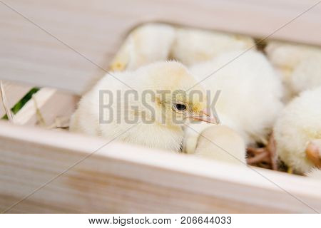 Little Bird Of Turkey