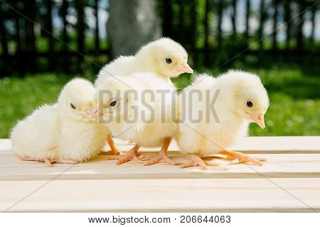 Little Bird Of Turkey