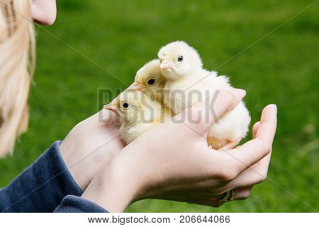 Little Bird Of Turkey