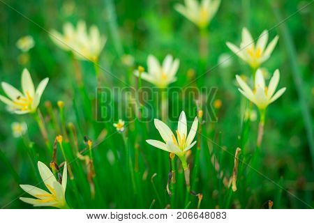 Little yellow flowers in the green garden