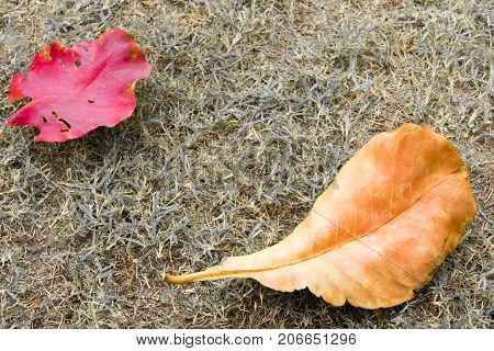 Red and yellow leaves fall on greensward
