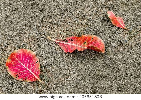 Red And Yellow Leaves On Greensward