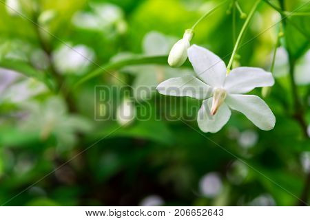 White Flowers, Small And Fragile, Moke