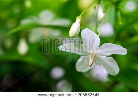 White Flowers, Small And Fragile, Moke