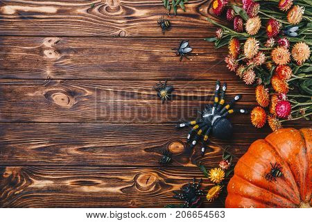 Halloween concept with fresh pumpkin and spiders close-up on the table. View from above