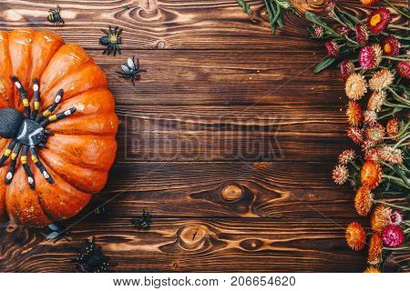 Halloween concept with fresh pumpkin and spiders close-up on the table. View from above
