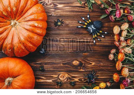 Halloween concept with fresh pumpkin and spiders close-up on the table. View from above