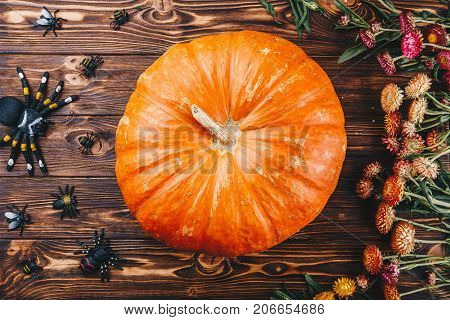 Halloween concept with fresh pumpkin and spiders close-up on the table. View from above