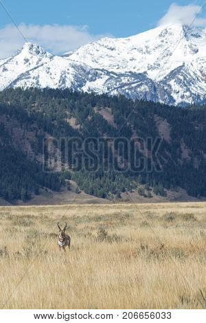 a pronghorn antelope buck on the Wyoming prairie