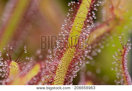 Close up of Sundew Drosera Capensis, carnivorous species of perennial sundew native to the Cape in South Africa.
