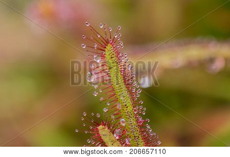 Close up of Sundew Drosera Capensis, carnivorous species of perennial sundew native to the Cape in South Africa.