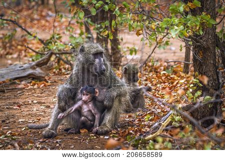 Chacma baboon in Kruger national park, South Africa ; Specie Papio ursinus family of Cercopithecidae