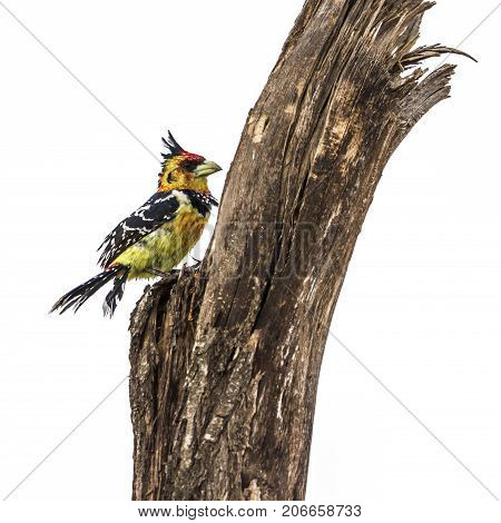Crested barbet isolated in white background ; Specie Trachyphonus vaillantii family of Ramphastidae