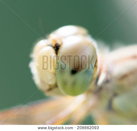 dragonfly in nature. macro . In the park in nature
