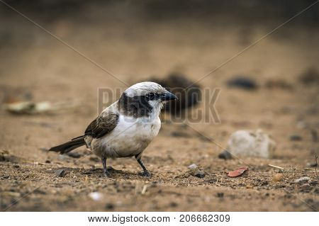 White-crowned shrike in Kruger national park, South Africa ; Specie Eurocephalus anguitimens family of Laniidae