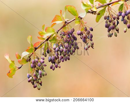 barberry Outdoors . In the park in nature