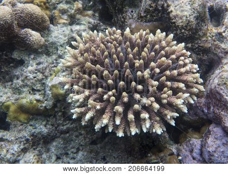 Acropora coral in Togian islands in Indoensia