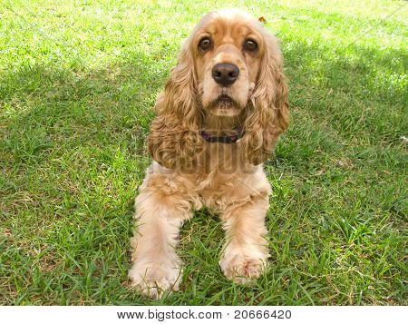Sevimli Amerikan Cocker Spaniel köpek yavrusu