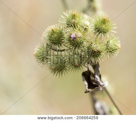 flower bud on a prickly plant . In the park in nature