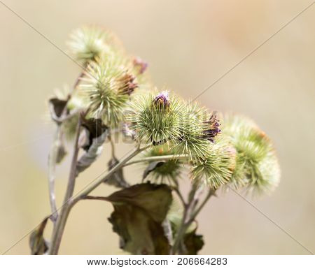 flower bud on a prickly plant . In the park in nature