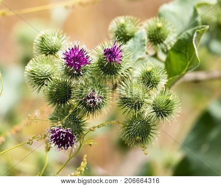 flower bud on a prickly plant . In the park in nature