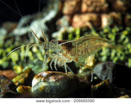 Amano shrimp in the aquarium. Portrait. Macro