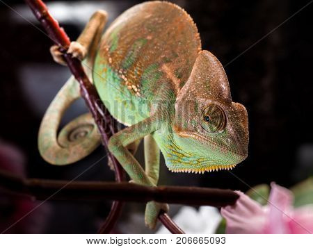 Portrait of a beautiful chameleon with a comb and goiter