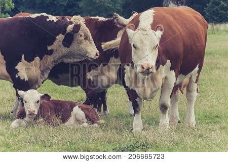 family cows in the field close to Lacock village Wiltshire England UK