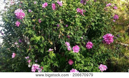 Oleander shrub pink flowers , floral, nerium, tree, natural