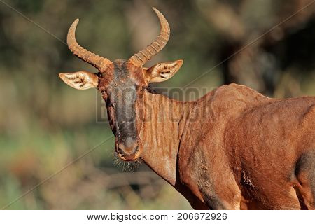 Portrait of a rare tsessebe antelope (Damaliscus lunatus, South Africa