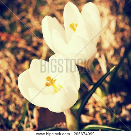 White crocus - Crocus heuffelianus. Seasonal natural scene. Retro photo filter. Spring time.