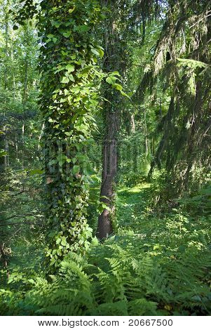 Lush Green Forest