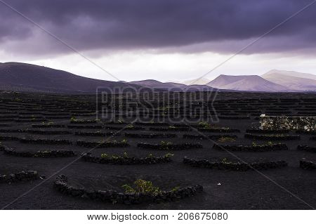 The Wine Valley of La Geria / Lanzarote / Canary Islands