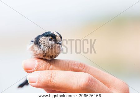 Man teaching bird Mito (Aegithalos caudatus )