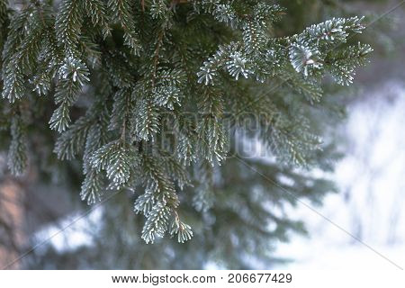 Branch of blue fir-tree blue green white Colorado blue spruce Picea pungens covered with hoarfrost. New Year's Bekraund. Place for a copy-paste.