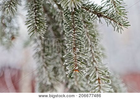 Branch Of Blue Fir-tree Blue, Green, White, Colorado Blue Spruce, Picea Pungens Covered With Hoarfro