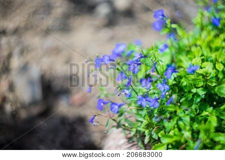 Blue Trailing Lobelia Sapphire flowers or Edging Lobelia Garden Lobelia in botanical garden of Tbilisi Georgia