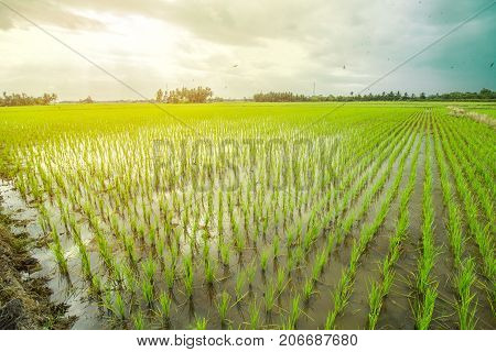 Beautiful Rice Field at Pagatan, South Borneo Indonesia
