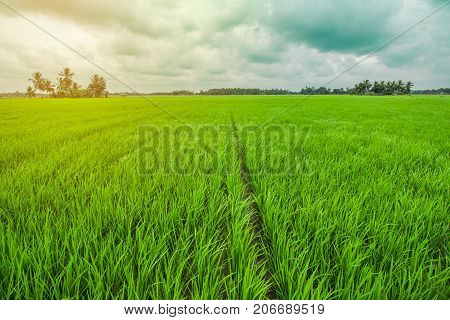 Beautiful Rice Field at Pagatan South Kalimantan, Indonesia