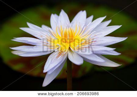 Closeup blue lotus (Nymphaea lotus / water lilies) in full bloom