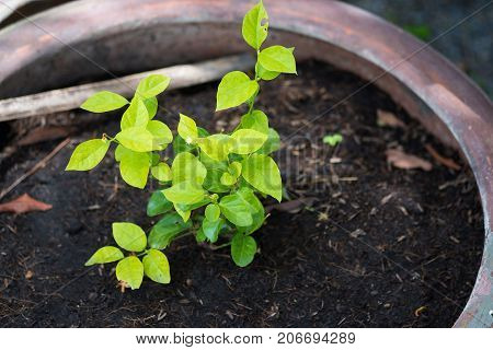 Young Green Plant Growing On Ground