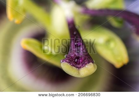 Macro stamen of passiflora passionflower with drops of water. Close up a beautiful large flower