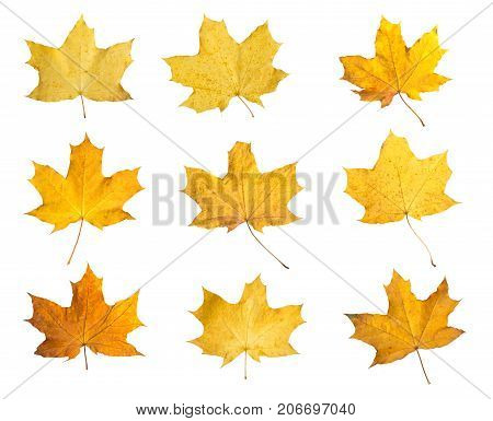 Collection of maple leaves isolated on a white background. Set of orange dry autumn leaves