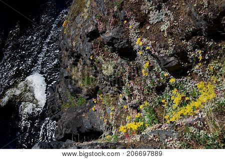 Looking down a wild flower covered cliff towards its base where waves are breaking in the surge chanel. All bathed in bright sun. Juan de Fuca Strait Vancouver Island BC.