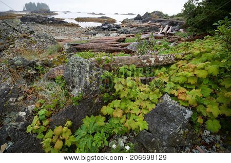 Thimble berries and other plants grow amongst the rocks and driftwood near the beach on one of the Bunsby Islands west coast of Vancouver island. Rocks and islets dot the waters in the distance.