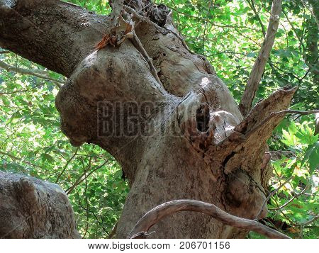 An ancient tree in Gliki Park, at the springs of the Aheron River, Greece.